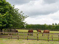 KS300622-96 - Kirtlington Stud Visit